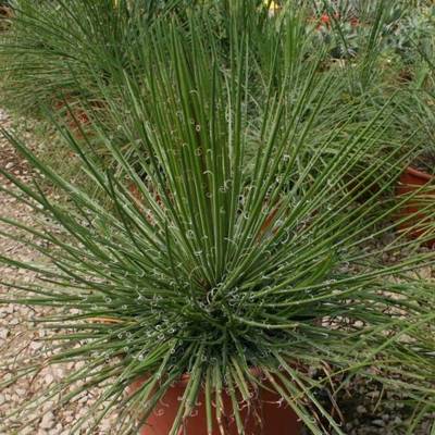 AGAVE GEMINIFOLIA